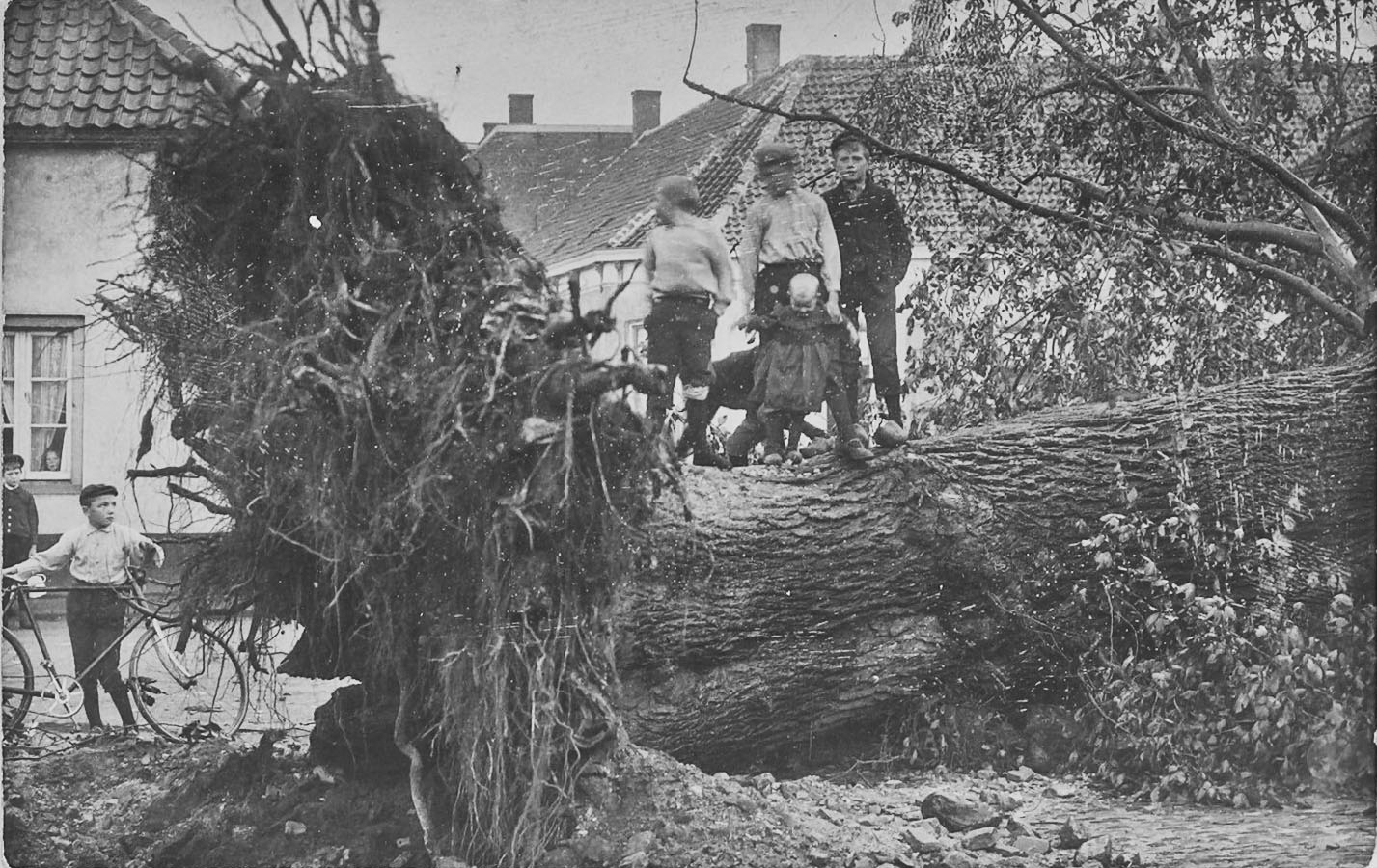 De dikke boom omgewaaid